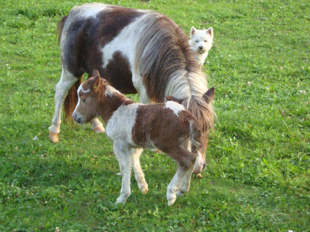Winnewieser Vandoies Exteriér fotografie